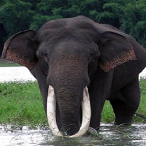 listing-details-carousel